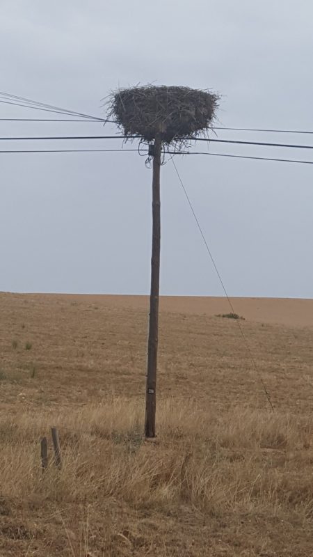 Storks Often Make Their Nests on Power Poles