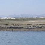 4 These Racks Are for the Oysters