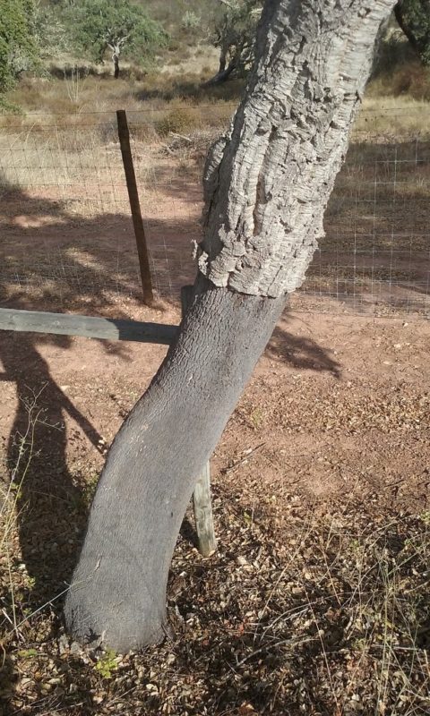 The Lower Part of the Bark Is Well on Its Way to Growing Back