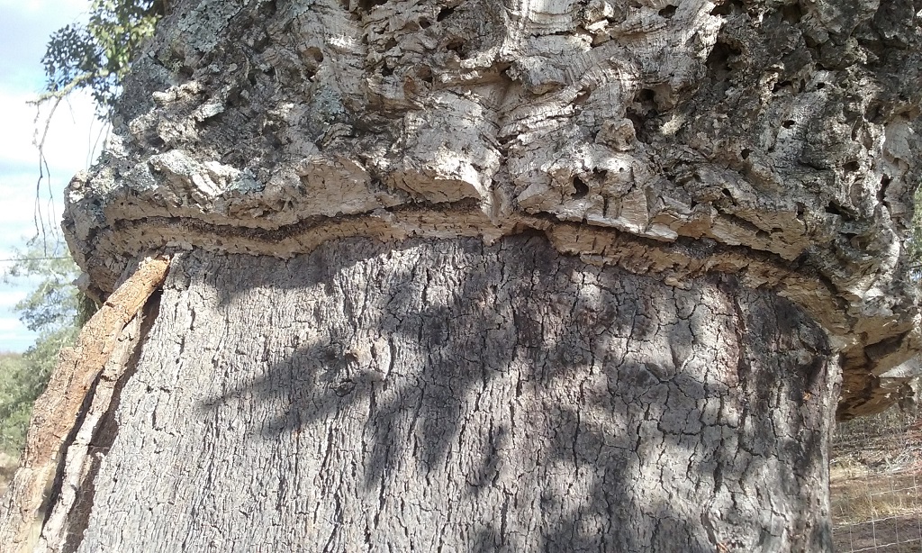 This Closeup Reveals What Part of the Tree Is Cork