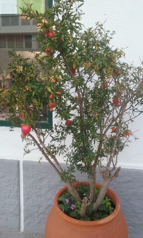 A Sweet Little Potted Pomagranate Tree in Serpa