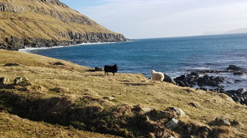 Faroe Islands, Streymoy, sheep