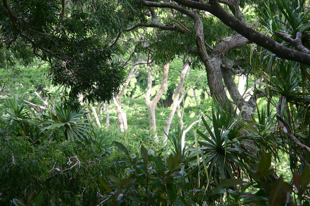 The Jungle Seen from Waikamoi Nature Trail