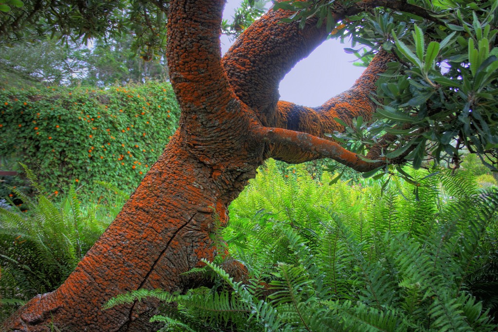A Super Trippy Tree at Kula Botanical Gardens