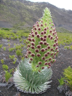The One Silversword I Saw in Bloom
