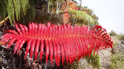 A Red Fern on the Halemau'u Trail
