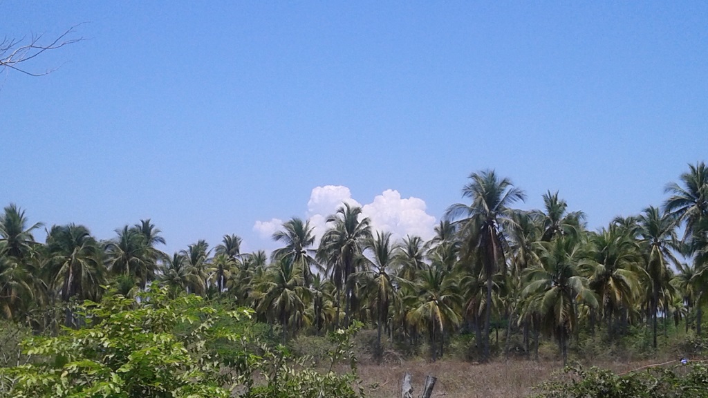 Coconuts Galore