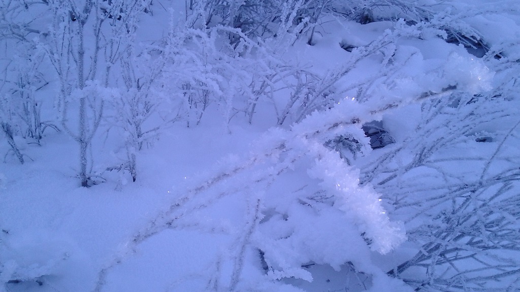 A Phenomena Known as Hoarfrost Envelopes Branches
