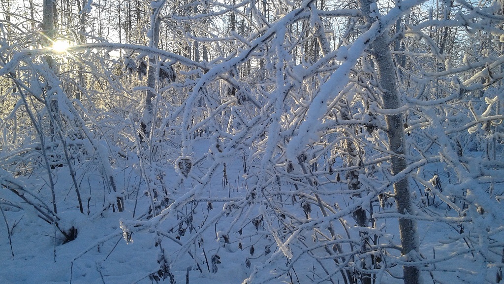 Hoarfrost Glistens and Sparkles