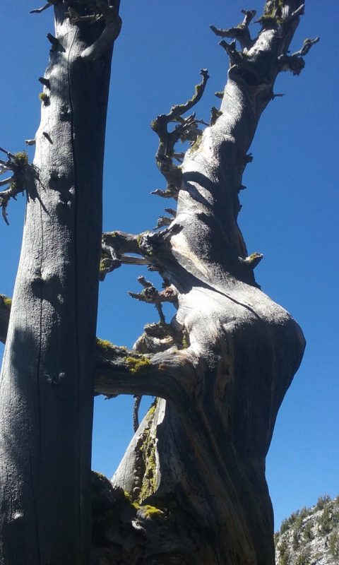 Tree Sculptures