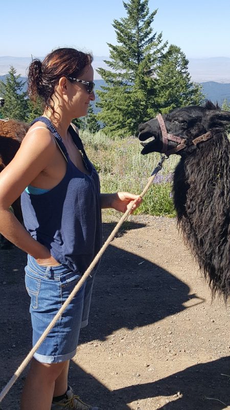 I Was Delighted to Meet the Llamas