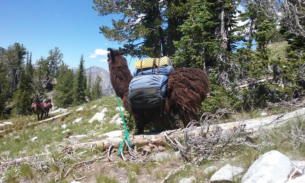 We Were All Interested in Llama Behavior