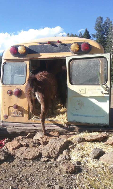 Humans in the Front, Llamas in the Back