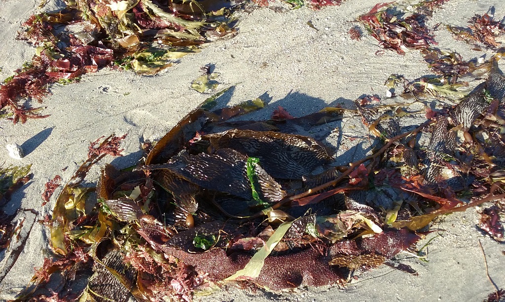 Seaweed Is One of the Most Nourishing Foods on the Planet