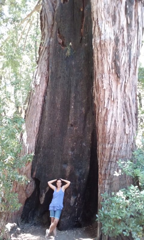 Some of These Trees Were Around When Jesus Was a Baby