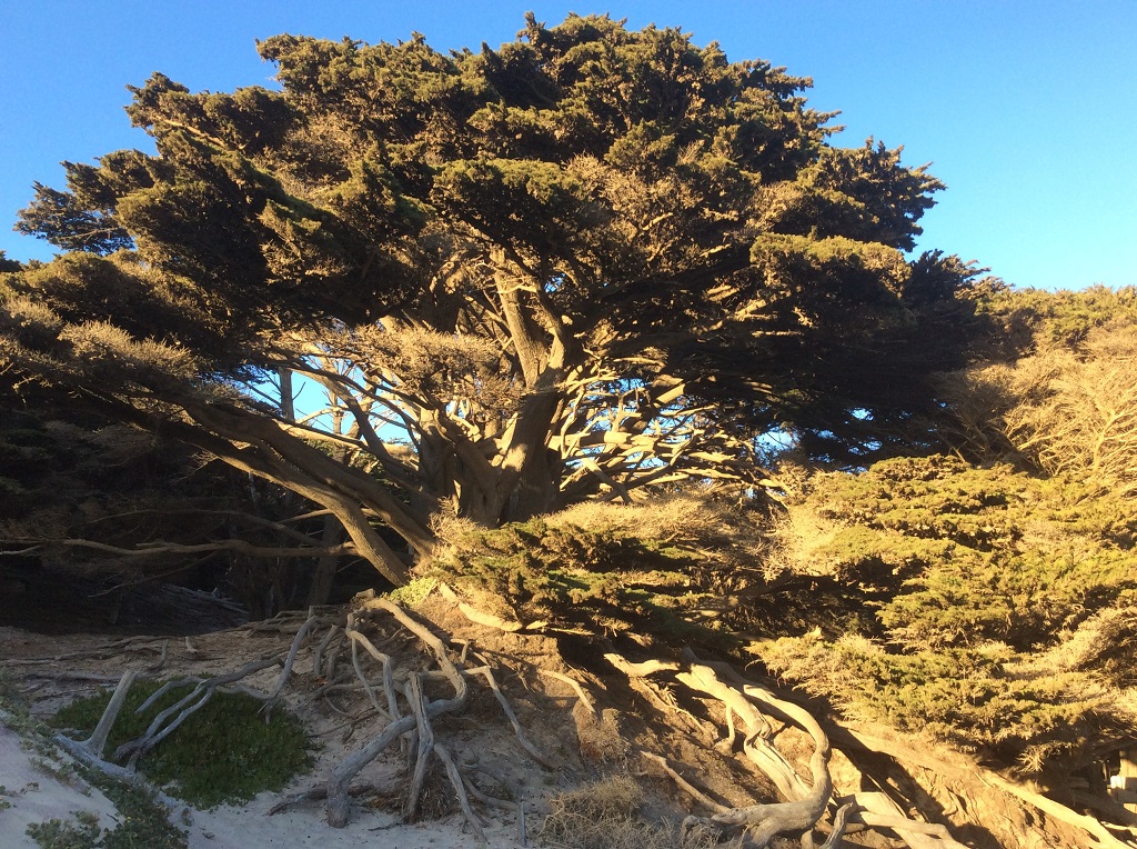 Pfeiffer Big Sur State Park