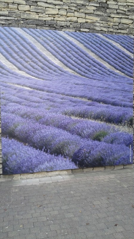 Lavender Fields in Full Bloom