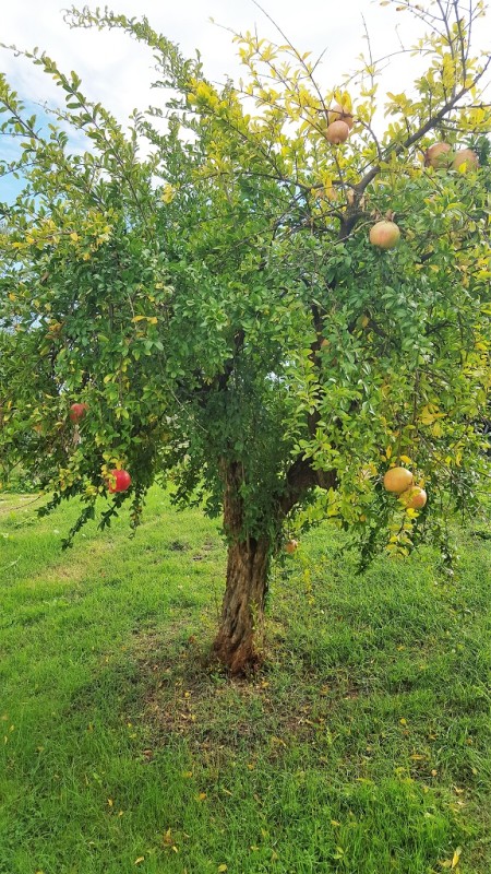 Pomegranates Grace the Gardens and Our Salads