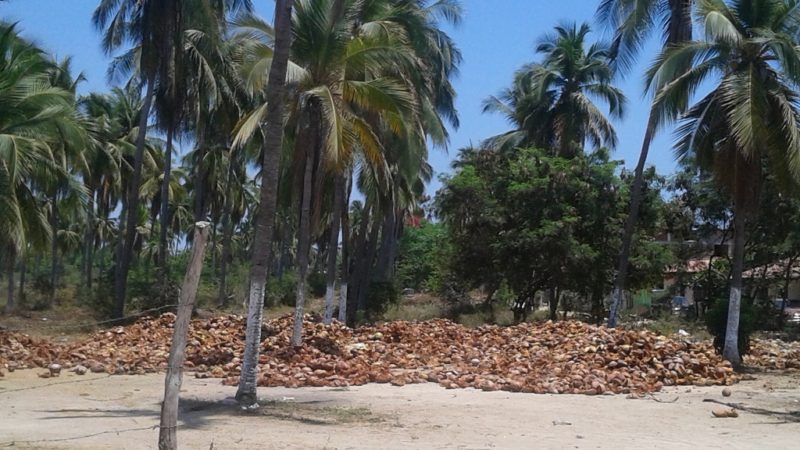 Processing Coconuts on a Larger Scale