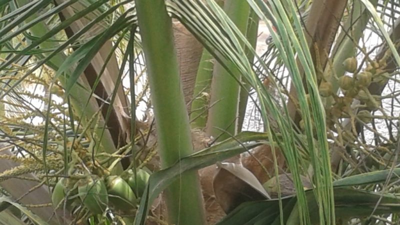 Can You See the Baby Coconuts?