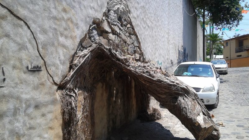 A Tree Growing into a Wall, but No Longer