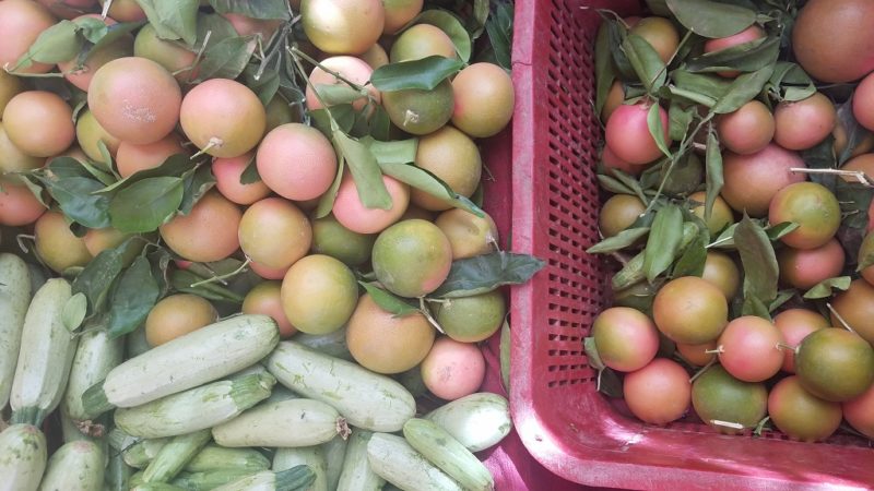 Souss-Valley-Markets-Grapefruit-Morocco